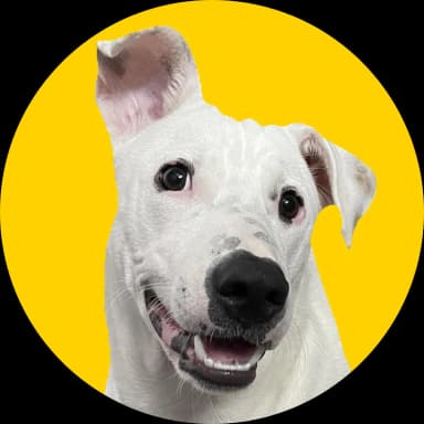 Mark, a white dog with one ear up, grinning
